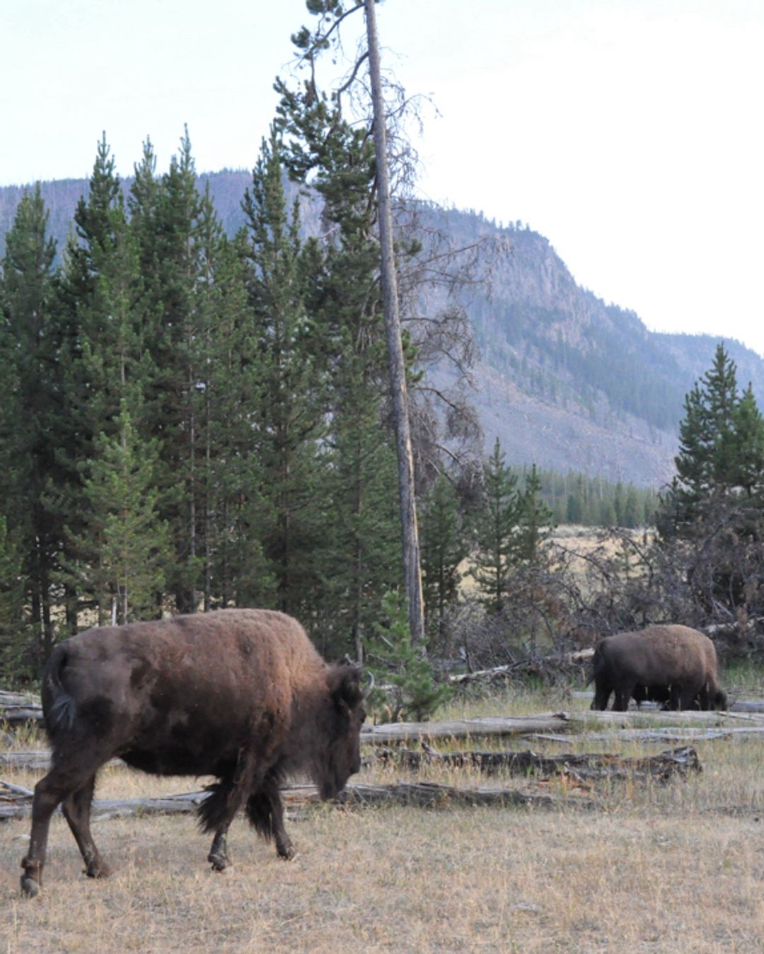 Buffalo at the park entrance.