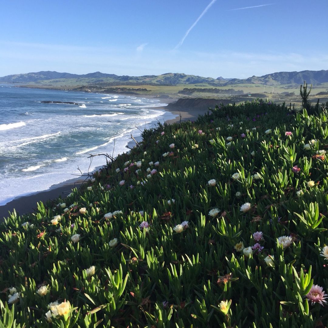 Ice plants in bloom